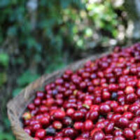 Robusta Coffee