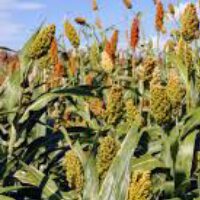 Sorghum