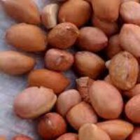 Groundnuts