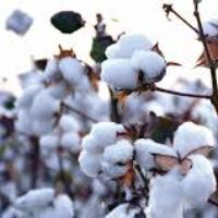 Cotton
