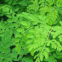 Moringa
