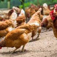 Layer chicken