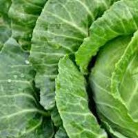 Cabbage