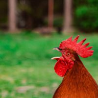 Cock