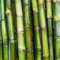 Sugar cane