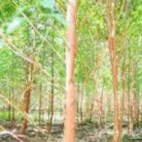 Eucalyptus