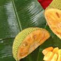 Jackfruit