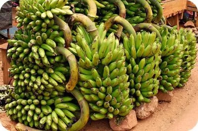 Matooke (Cooking Banana)