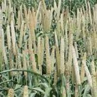 Millet
