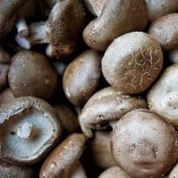 Mushroom