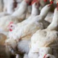 Broiler chicken