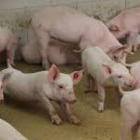 Piglets