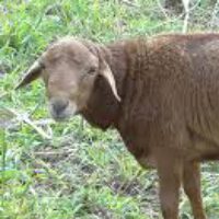 Sheep